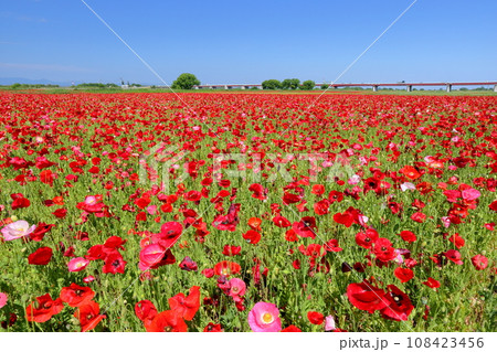 埼玉県鴻巣市滝馬室荒川河川敷ポピーハッピースクエア 満開の真っ赤なシャーレーポピー畑と青空 埼玉県鴻巣市滝馬室荒川河川敷ポピーハッピースクエア 満開の真っ赤なシャーレーポピー畑と青空 108423456