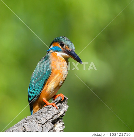石神井公園のカワセミ 108423710