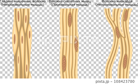 Muscle muscle fiber structure illustration Russian 108423780