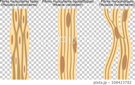 Muscle muscle fiber structure illustration French Muscle muscle fiber structure illustration French 108423782