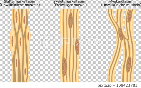 Muscle muscle fiber structure illustration german Muscle muscle fiber structure illustration german 108423783
