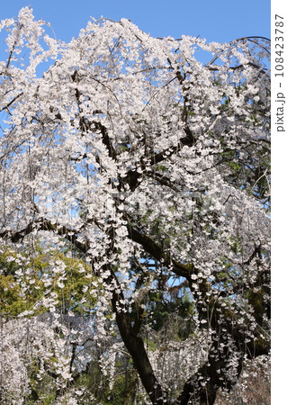京都御苑の枝垂れ桜 108423787