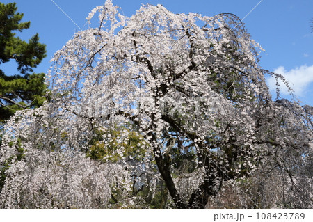 京都御苑の枝垂れ桜 京都御苑の枝垂れ桜 108423789