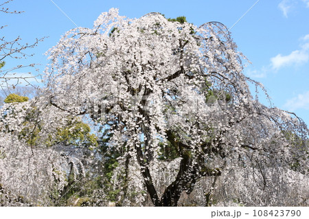 京都御苑の枝垂れ桜 京都御苑の枝垂れ桜 108423790
