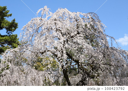 京都御苑の枝垂れ桜 京都御苑の枝垂れ桜 108423792