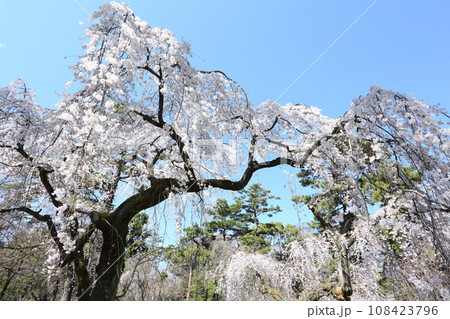 京都御苑の枝垂れ桜 108423796
