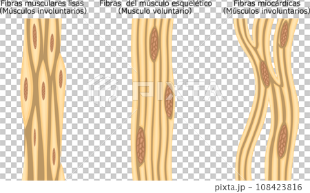 筋肉 筋線維 構造 イラスト スペイン語 筋肉 筋線維 構造 イラスト スペイン語 108423816