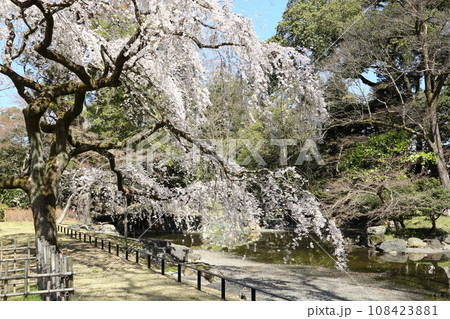 京都御苑の枝垂れ桜 108423881