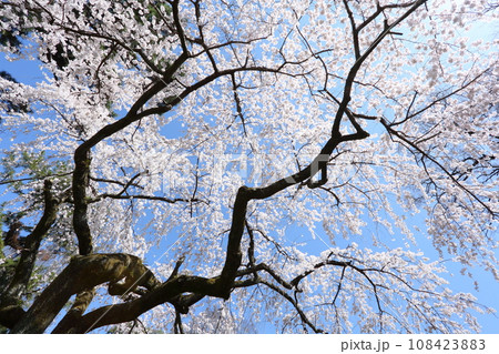 京都御苑の枝垂れ桜 京都御苑の枝垂れ桜 108423883