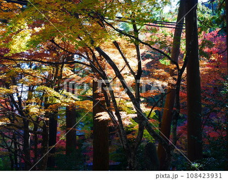 紅葉　岐阜県の山にて　20,11,2021 108423931