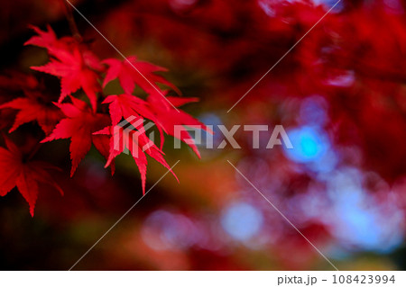 真っ赤に染まる紅葉 真っ赤に染まる紅葉 108423994