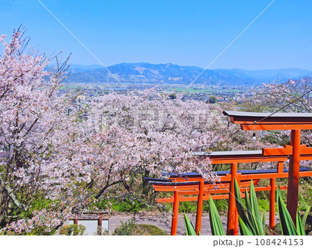 筑後平野を見下ろす浮羽稲荷神社の赤い鳥居と桜 筑後平野を見下ろす浮羽稲荷神社の赤い鳥居と桜 108424153