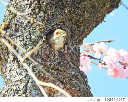 ピンクの桜の幹の巣穴かわ顔を出す可愛いコゲラ ピンクの桜の幹の巣穴かわ顔を出す可愛いコゲラ 108424167