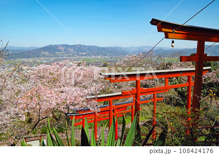 赤い鳥居が並ぶ人気観光スポット浮羽稲荷神社鳥居と桜 赤い鳥居が並ぶ人気観光スポット浮羽稲荷神社鳥居と桜 108424176