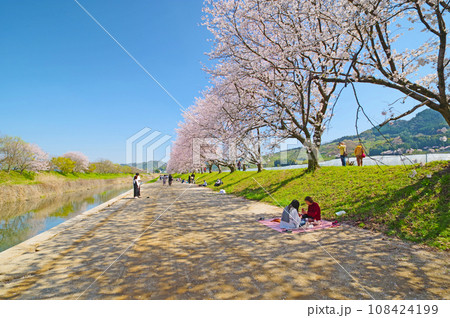 人気桜スポット福岡県うきは市の流川桜並木で花見を楽しむ人 108424199