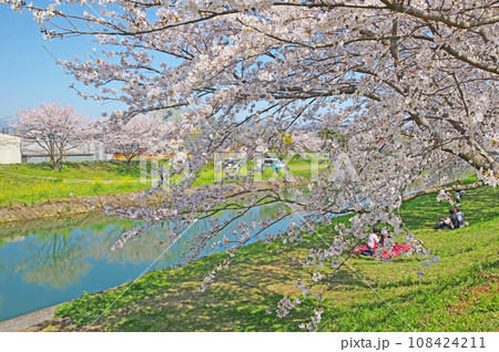 福岡県うきは市の人気花見スポット巨瀬川沿いの流川桜並木 福岡県うきは市の人気花見スポット巨瀬川沿いの流川桜並木 108424211