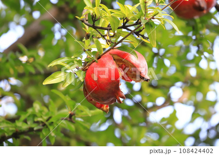 熟して割れた大きなザクロの実   108424402