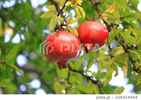 熟して割れた大きなザクロの実   108424404