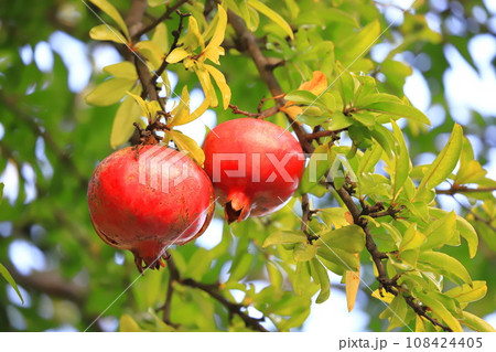 熟して割れた大きなザクロの実   108424405