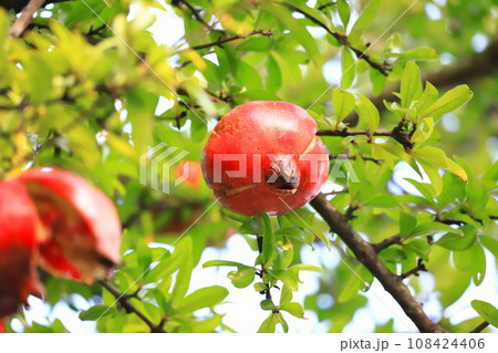 熟して割れた大きなザクロの実   108424406