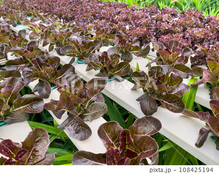 Purple leafless vegetables are grown in soilless rows in a greenhouse that controls temperature and water. 108425194