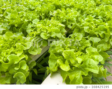 Soilless green vegetables are grown in rows in a greenhouse that controls temperature and water. 108425195