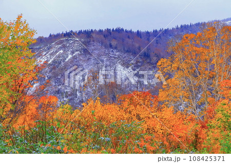 紅葉と雪のコラボレーション 紅葉と雪のコラボレーション 108425371