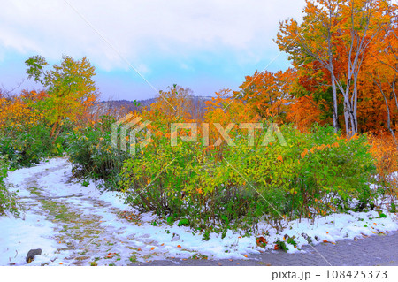 紅葉と雪のコラボレーション 108425373