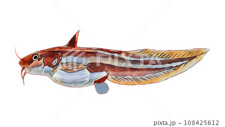 ゴンズイ 108425612