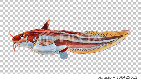 ゴンズイ 108425612