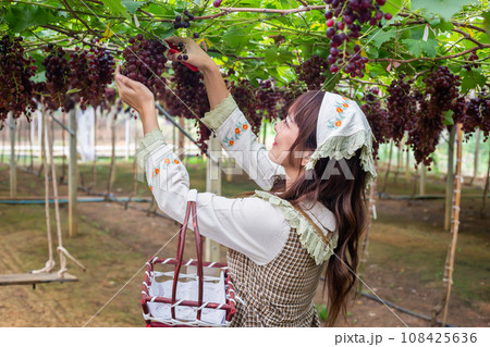 Woman wearing cute gardener costume picking grapes with shears in a garden with a basket Woman wearing cute gardener costume picking grapes with shears in a garden with a basket 108425636