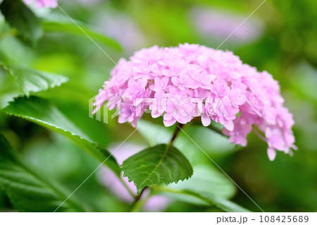 アジサイの花 てまりてまり アジサイの花 てまりてまり 108425689
