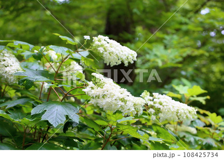 カシワバアジサイの花 カシワバアジサイの花 108425734