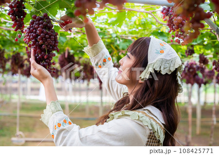 Woman wearing cute gardener costume picking grapes with shears in garden 108425771
