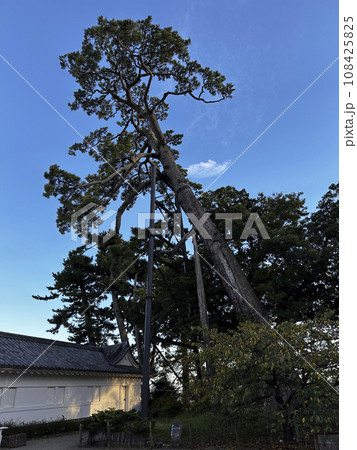 小田原城本丸の巨マツ 小田原城本丸の巨マツ 108425825