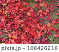 真っ赤な紅葉 108426216