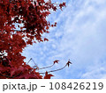 青空に映える紅葉 108426219
