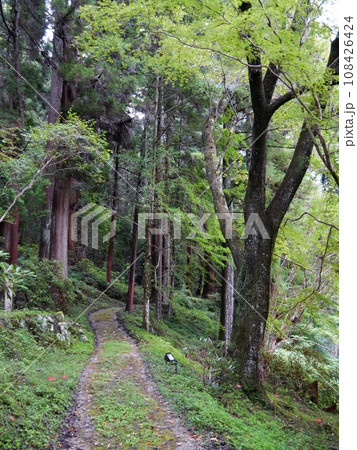 奈良 宇陀市 本堂裏の山道(秋) 奈良 宇陀市 本堂裏の山道(秋) 108426424