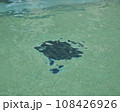 水面に映る水底の模様 108426926