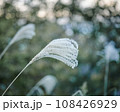 夕陽にふわりと照らされるススキ 108426929