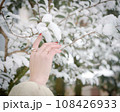 雪の積もった木の枝を触る女性の手 108426933