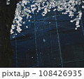 散りはじめの桜 108426935