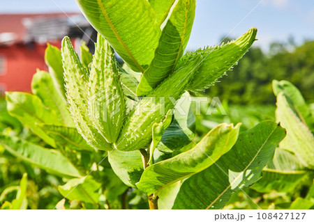 Close up of underside of nonflowering milkweed plant on farmland 108427127