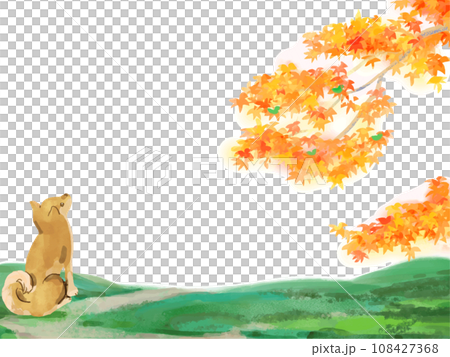 柴犬智美地白色背景 108427368