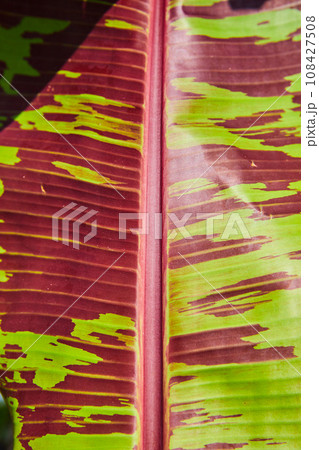 Red leaf with bright lime green sections close up abstract view 108427508
