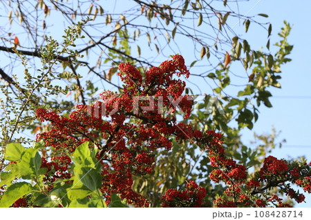 秋の公園に実るピラカンサの赤い実 108428714