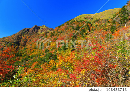 快晴のUFOラインの紅葉（伊予富士） 108428718