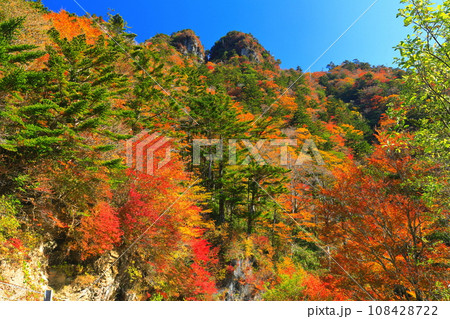 快晴のUFOラインの紅葉（伊予富士） 108428722