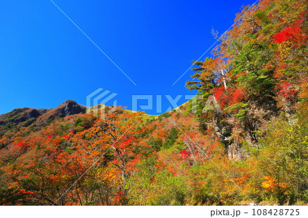 快晴のUFOラインの紅葉（伊予富士） 108428725