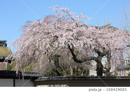 有栖川宮旧邸の枝垂れ桜 108429083